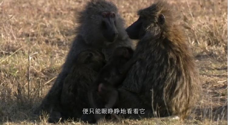 BBC《大裂谷:美丽的非洲心脏》纪录片3集中文字幕合集[RMVB]百度云网盘下载