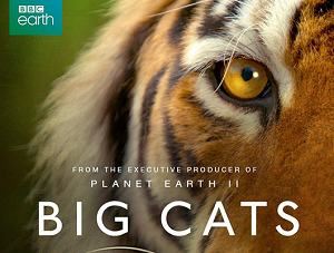 BBC纪录片之《大猫(Big Cats)》1-3集英语中文字幕高清合集[MP4]百度云网盘下载